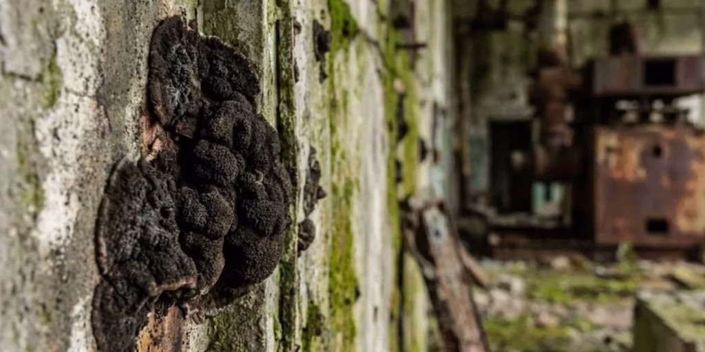 Chernobyl Fungus Explained, Chernobyl Disaster What Really Happened April 26 1986, Chernobyl Fungus, Radiation‑Eating Microbe, Radiotrophic Fungus, Why Scientists Are Fascinated by the Chernobyl Fungus, Cladosporium sphaerospermum, Radiosynthesis